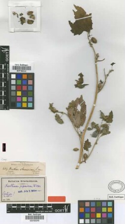 Xanthium japonicum Widder [type]