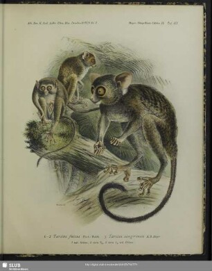 1-2 Tarsius fuscus, Fisch-Waldh.; 3 Tarsius sangirensis, A.B. Meyer; 1 nat. Grösse, 2 circa 2/3, 3 circa 1/2 nat. Grösse
