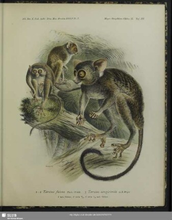1-2 Tarsius fuscus, Fisch-Waldh.; 3 Tarsius sangirensis, A.B. Meyer; 1 nat. Grösse, 2 circa 2/3, 3 circa 1/2 nat. Grösse