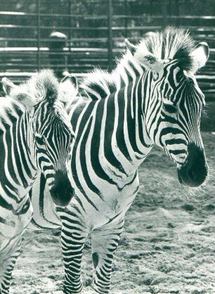 Zoo Berlin: Zebra
