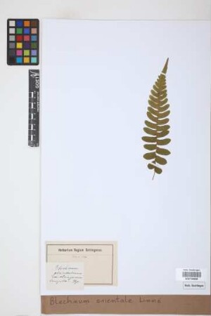 Blechnum orientale L.