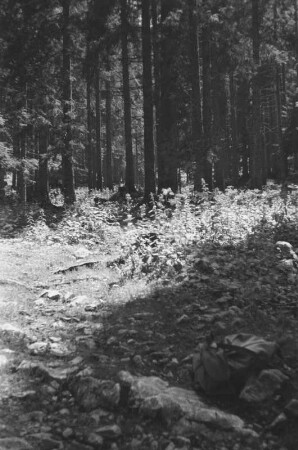 Wald : Blick in einen Kiefernwald.