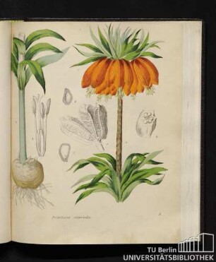 Fritillaria imperialis.