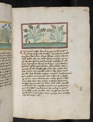 Kräuterpflanze: Cyminum (Cuminum Cyminum = Kreuzkümmel / Apiaceae) / Kümmel; (aus Konrads von Megenberg "Buch der Natur")