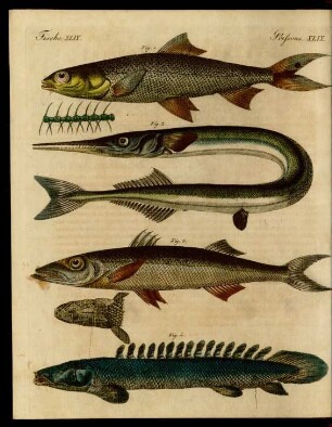 Merkwürdige Fische.