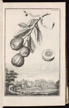 p. 142a Zum Stein. - Stein bei Nürnberg