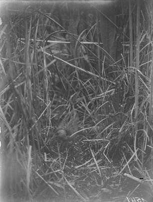 Wasserralle : Eine Wasserralle (Rallus aquatioris Linnaeus) am Nest.