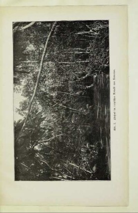 Flußtal im tropischen Urwald von Kamerun