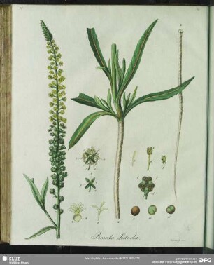 Reseda Luteola. Tabula XXVII.