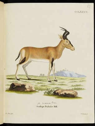 CCLXXVII. Antilope Bubalis Pall.