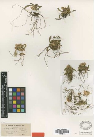 Inula acaulis Schott & Kotschy ex Boiss. [type]