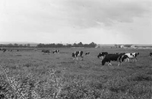 Farm Bir Kassaa : Kühe auf einer Weide