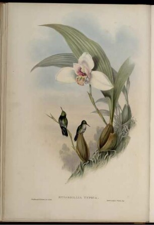 Myiabeillia Typica.