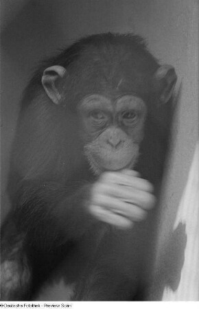 Schimpanse : Schimpanse im Zoo
