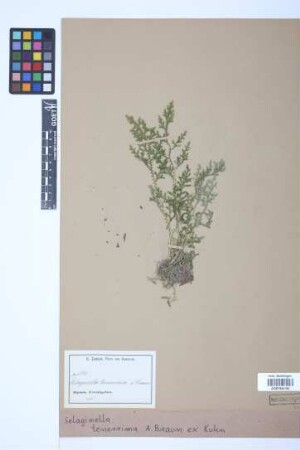 Selaginella tenerrima A.Braun ex Kuhn