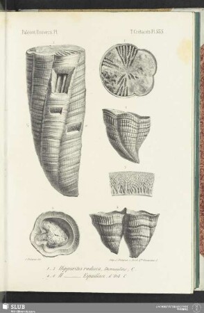 Pl. 535