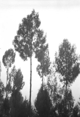 Pinselförmige Kasuarinen : Landschaft mit Bäumen