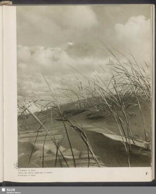 Strandhafer im Sturm