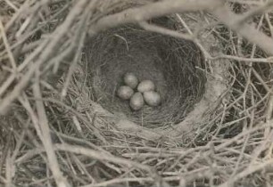 Europa. Elster (Pica pica), Nest und Gelege