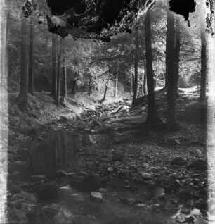 Harz. Ilsetal. Ilse. Ansicht mit Waldweg