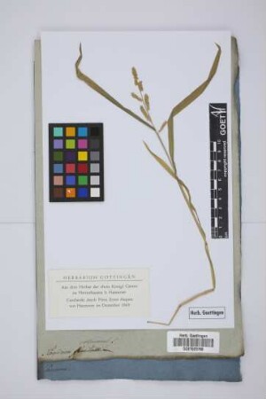Panicum colonum L.