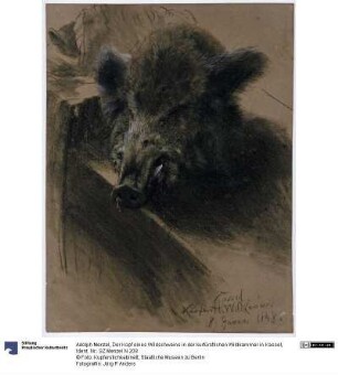 Der Kopf eines Wildschweins in der kurfürstlichen Wildkammer in Kassel