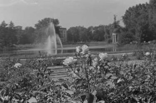 Rosen im Agra-Park