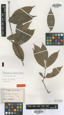 Garcinia quadrangula Engl. [Isosyntype]