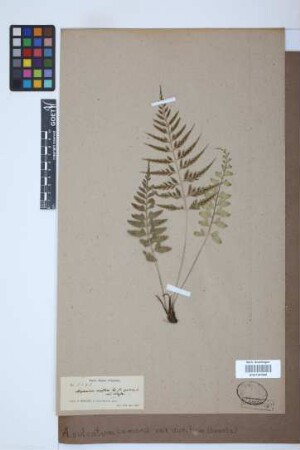 Asplenium sulcatum var. auritum (Sw.) Bonap.