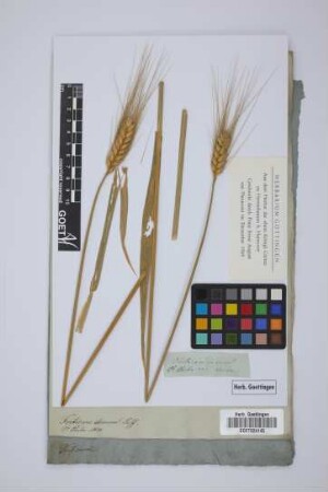 Triticum durum Desf.
