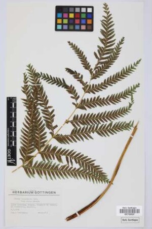 Pteris incompleta Cav.
