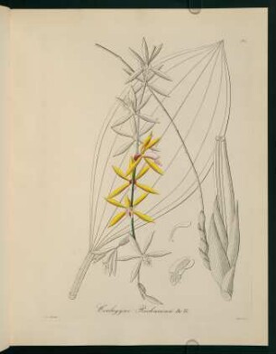 85r-85v, Coelogyne Rochussenii