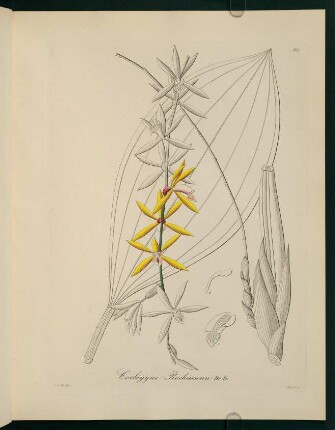 85r-85v, Coelogyne Rochussenii