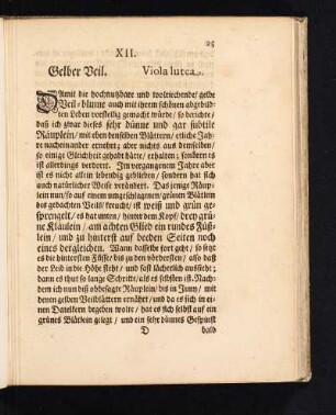 XII. Gelber Veil. Viola lutea.