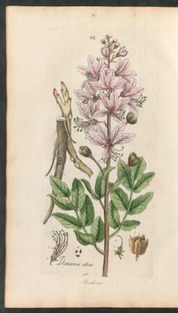 182. Dictamnus albus