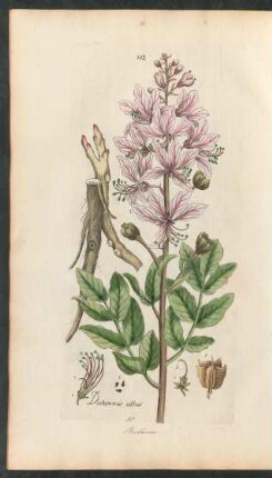182. Dictamnus albus