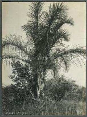 Ansicht einer Raphiapalme, Deutsch-Ostafrika