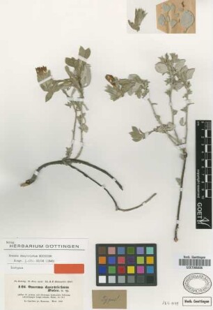 Onosma dasytrichum Boiss. [isotype]