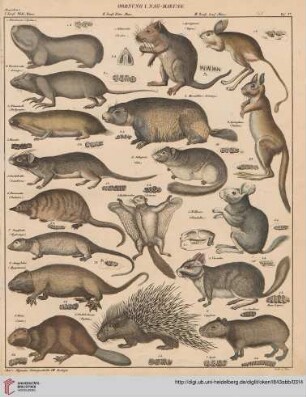 Zoologie (Tafel 87-96)