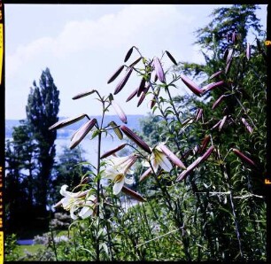Insel Mainau: weiße Lilie