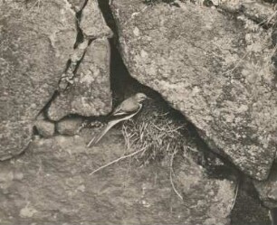Gebirgsbachstelze (Motacilla boarula L.) am Nest