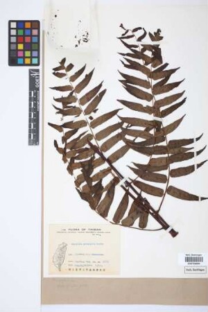 Alsophila podophylla Hook.