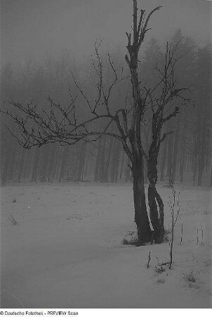 Winterliche Waldlandschaft mit Vogelbeerbaum im Erzgebirge