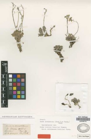Draba tibetica Hook.f. & Thomson var. Hook.f. & Thomson sikkimensis[type]