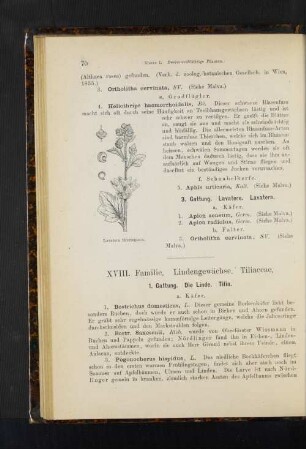 1. Gattung. Die Linde. Tilia.