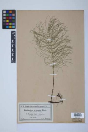 Equisetum pratense Ehrh.