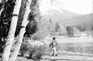 Titisee: Kurpark Titisee; Baum und Wiese vom See; See vom Hochfirst