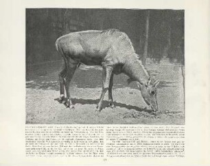 Nylghau-Antilope, Bock