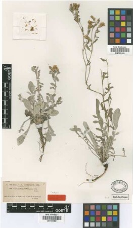 Centaurea prostrata Coss. [isotype]