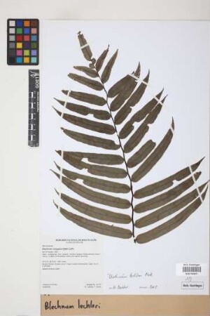 Blechnum lechleri Mett.